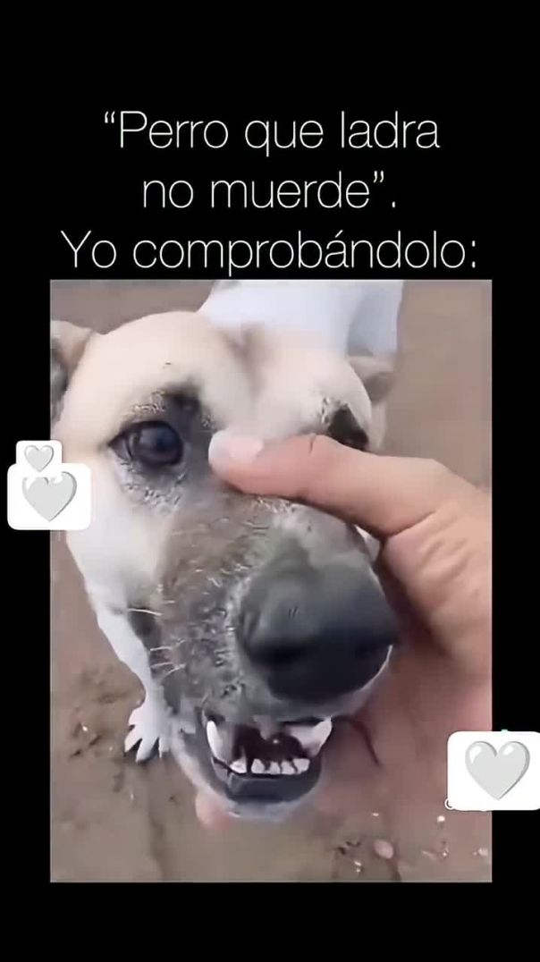Perro que ladra no muerde, yo comprobándolo_ 🎤🐶😂_ #Shorts #Humor #Perros #Viral #ParaTi